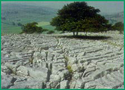 limestone pavement