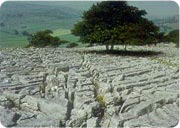 limestone pavements